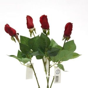 Rosa Vermelha Perfumada