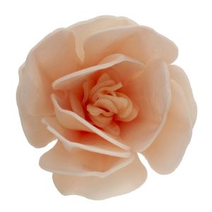 Magnólia Branca em Hóstia 6.5-7cm
